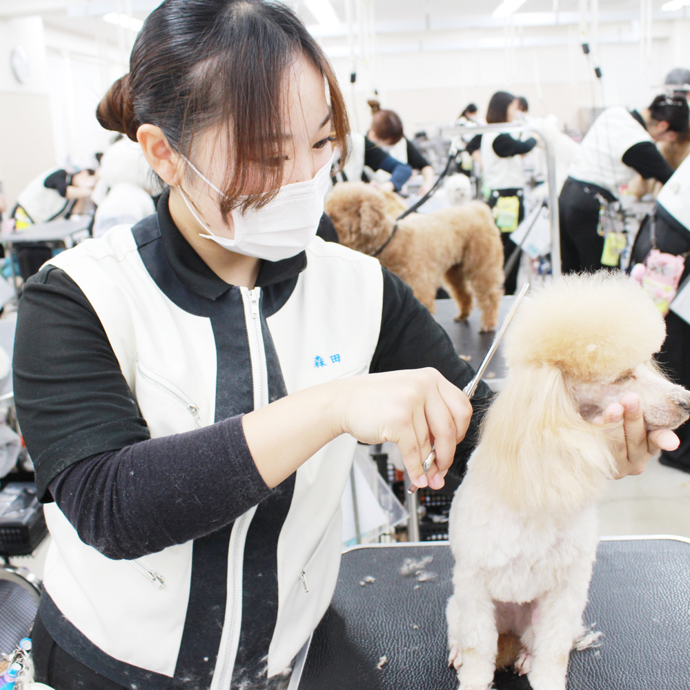 ２年生はお客様犬のトリミング！
